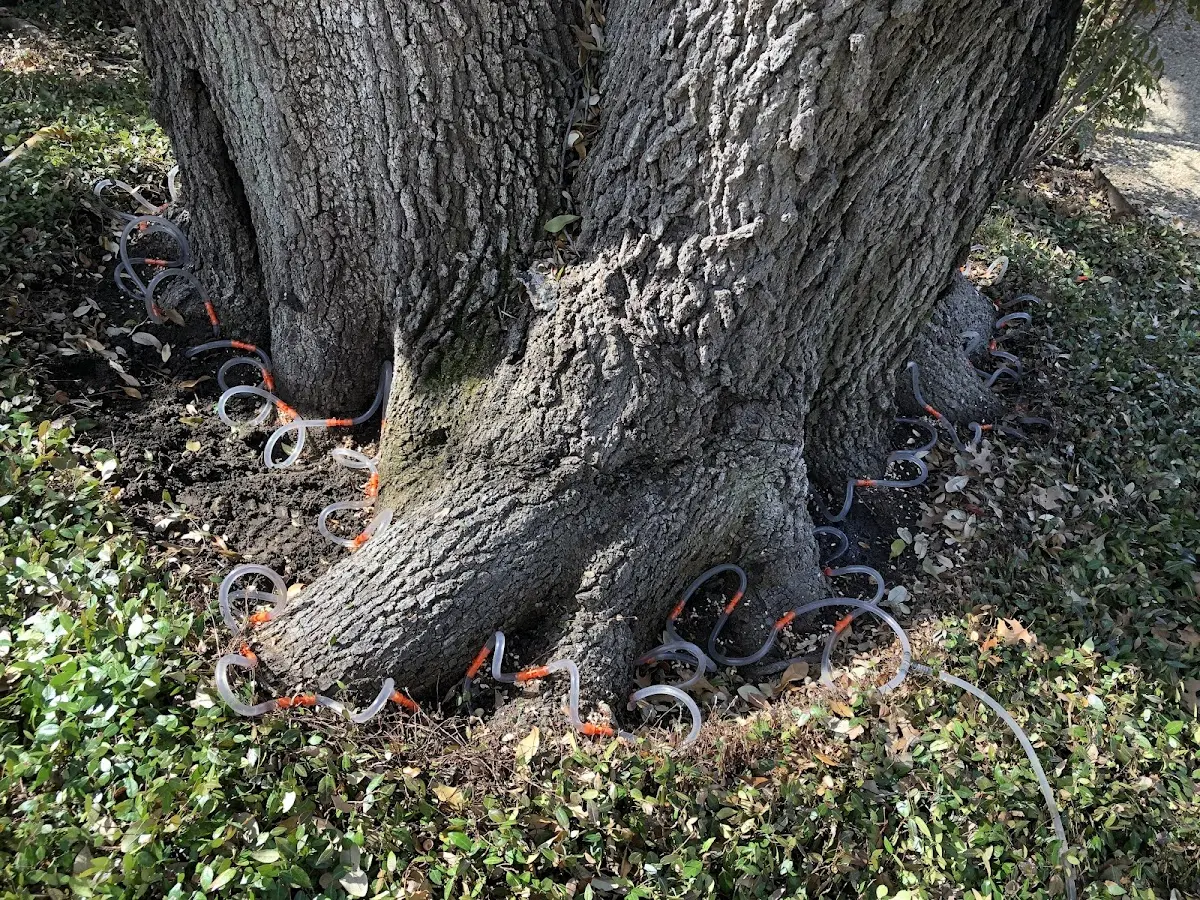 Detailed Tree Cabling and Bracing job site in Northford