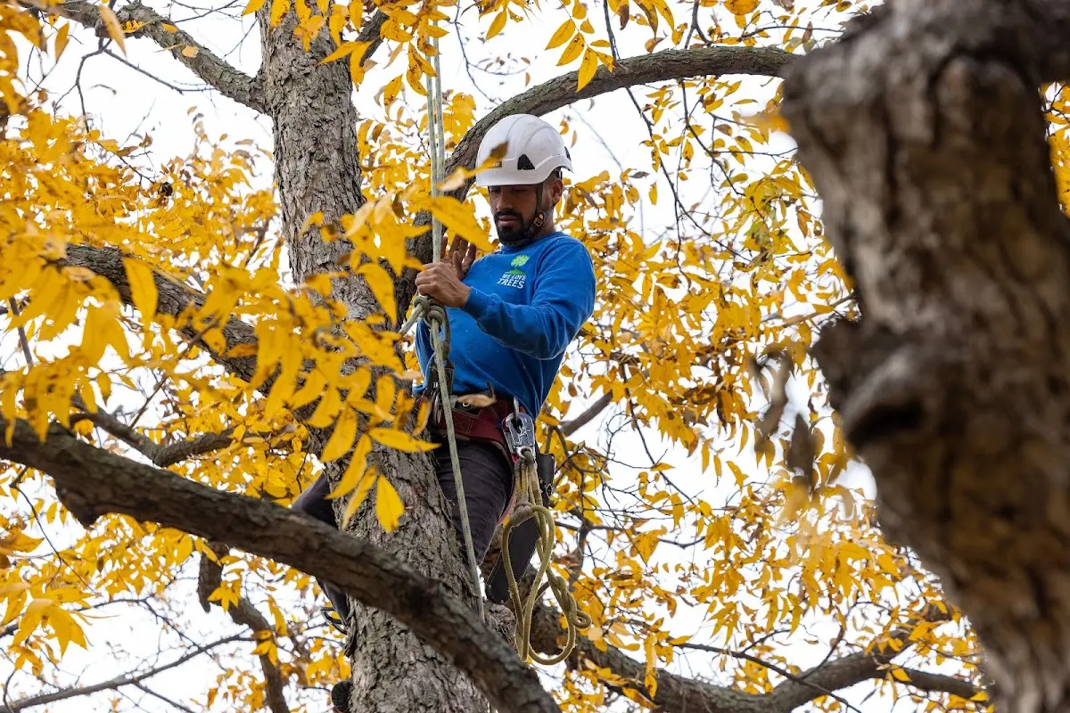 Skilled Tree Pruning crew working in Northford